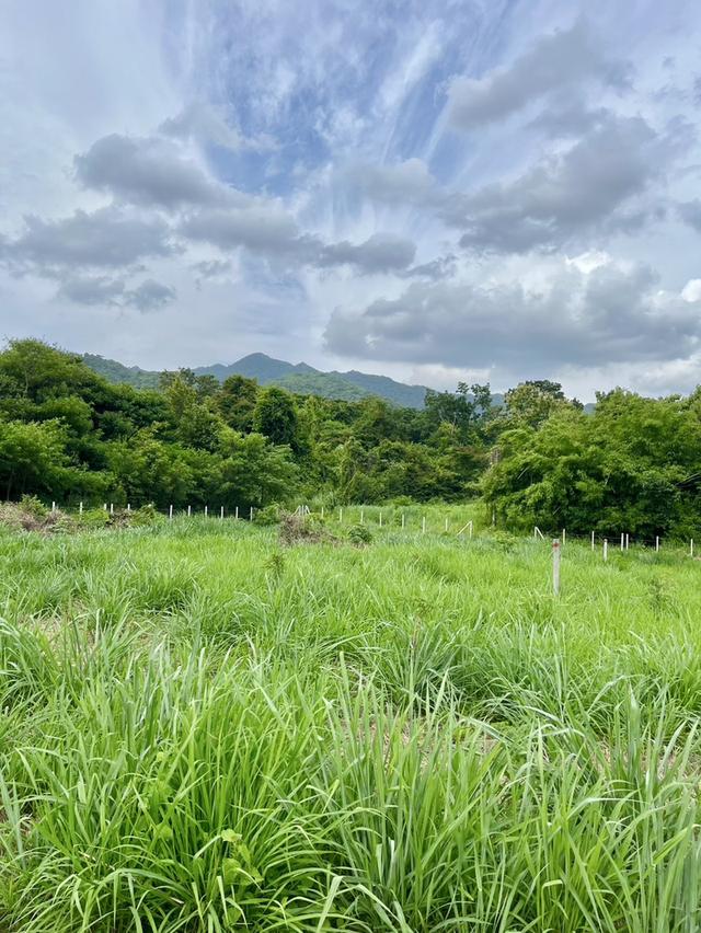 ขายที่ดินโฉนดเขาใหญ่ 2 ไร่ ใกล้ถนนมิตรภาพและถนนหลวงหมายเลข 1016 ต.พญาเย็น อ.ปากช่อง จ.นครราชสีมา 1