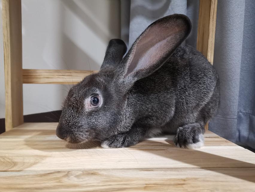 Flemish Giant Rabbit