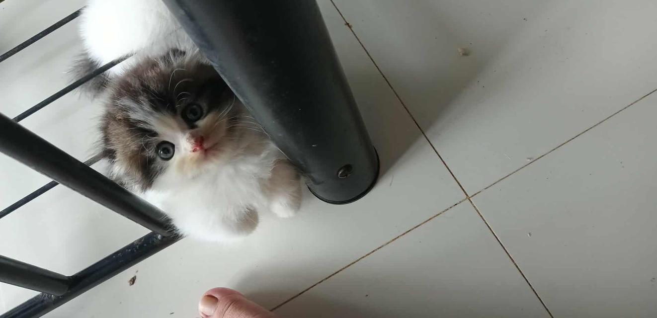 น้องแมวมัชกิ้นขาสั้น 3