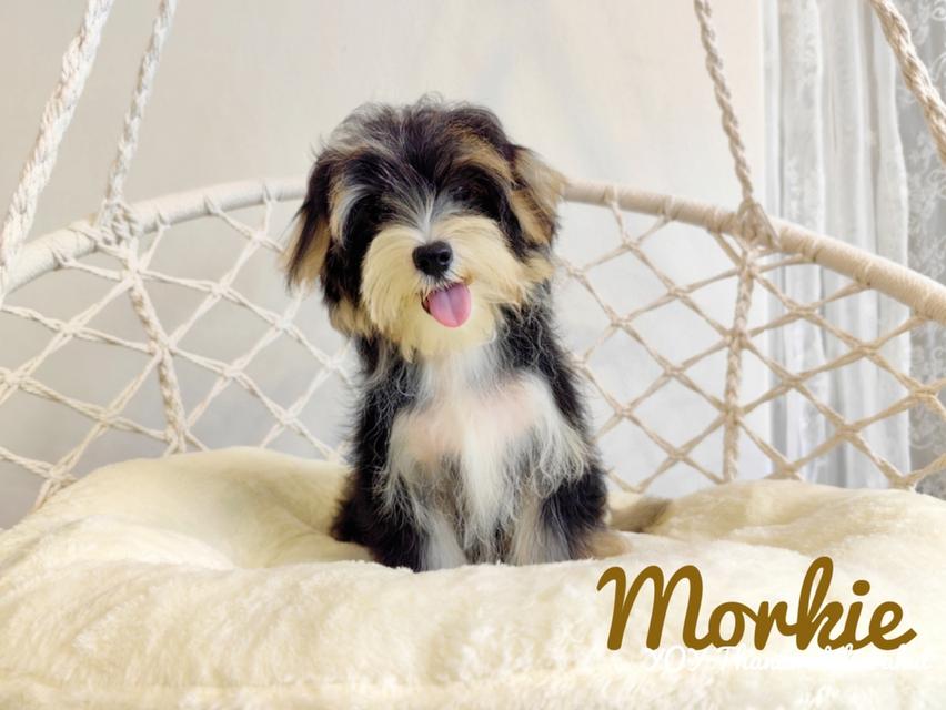 ลูกสุนัขมอร์กี้ Morkie male