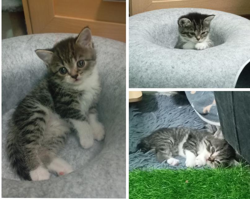 ลูกแมวบริติช