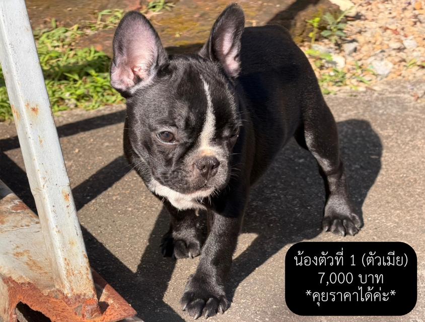 พยานรัก เฟรนบลูด็อกแท้ 100% 2