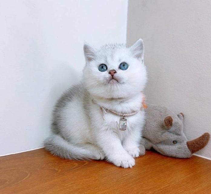 British Shorthair (ผู้หญิง) 4