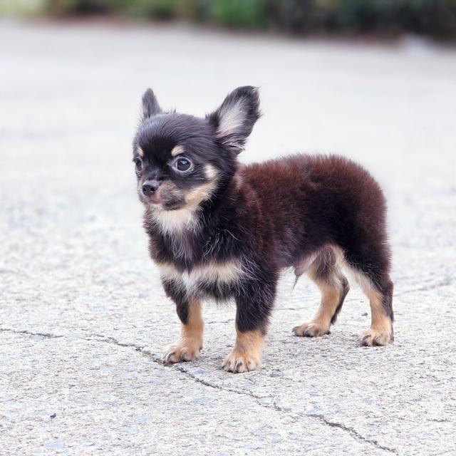 ชิวาวาขนยาวแบล็คแทนเพศผู้พร้อมย้ายบ้านสินสอดเบาๆ