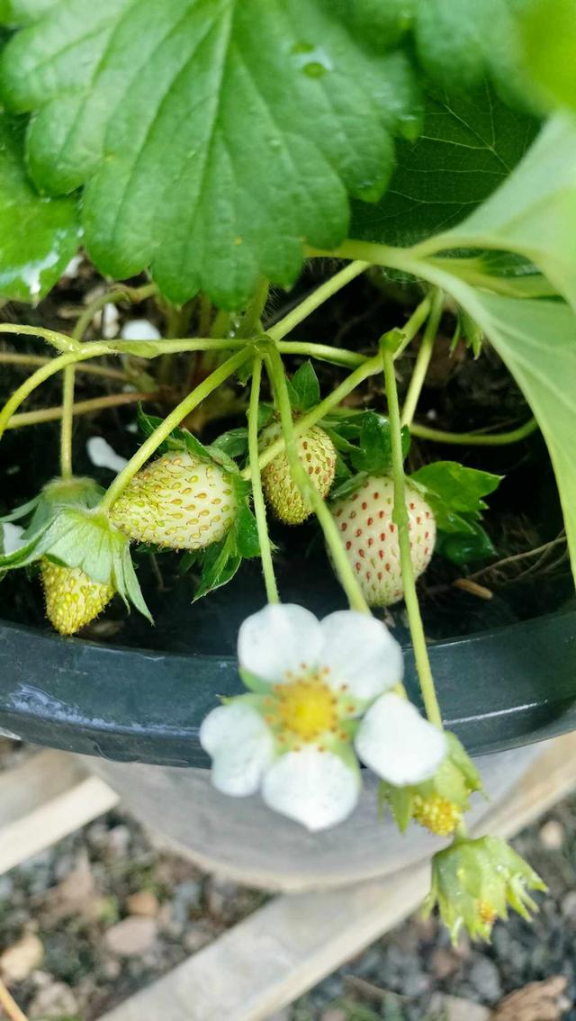 ต้นสตรอเบอร์รี่ กระถาง 10 นิ้ว รูปที่ 3