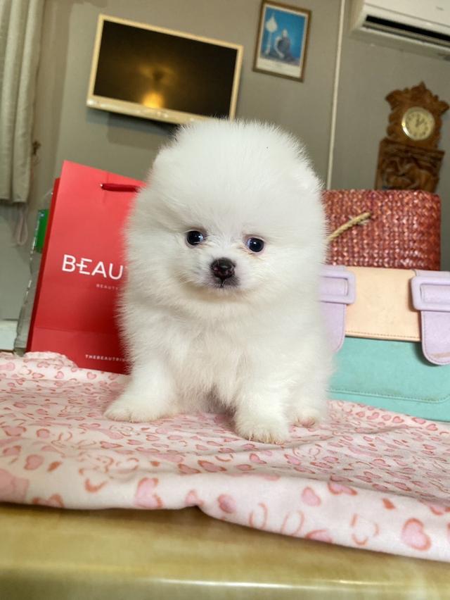 ลูกปอมปอมแท้ อายุ2เดือน สอบถามได้ค่ะ