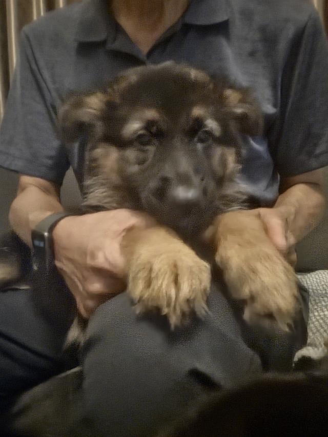 Urgent Sale German Shepherd Puppies and Parents āļĢāļđāļāļāļĩāđ 6