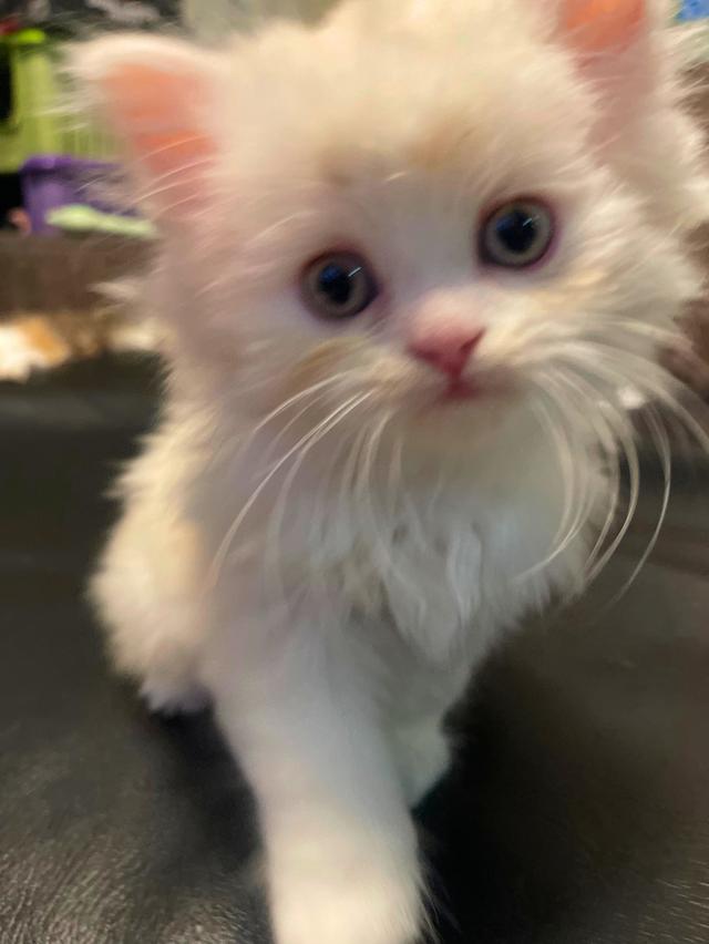 แมวขาวปนส้มนิดหน่อย-(boy)เกิด13/10/68 5