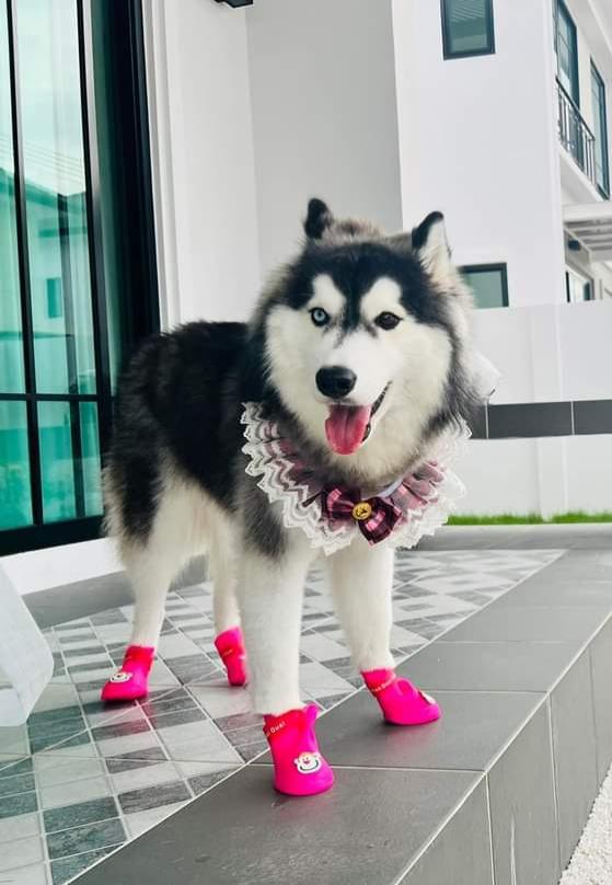 ขายสุนัขไซบีเรียนรองเท้าสีชมพู