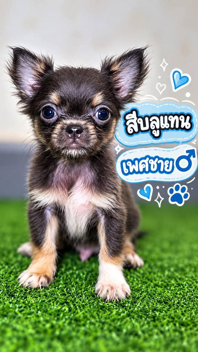 ลูกสุนัขพันธุ์ชิวาวา