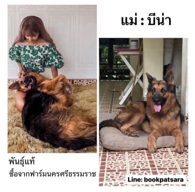 ลูกสุนัขเยอรมันเชพเพิร์ด(อัลเซเชี่ยน)