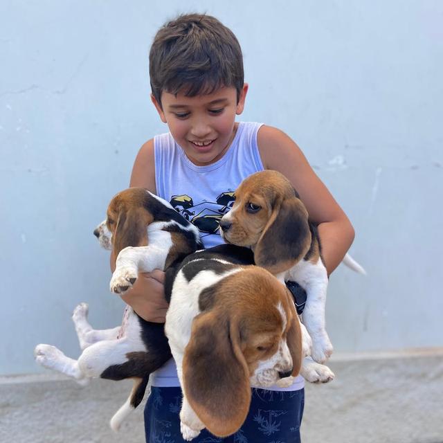 Beagle Puppies for Adoption