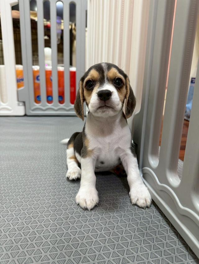 บีเกิ้ล (Beagle)