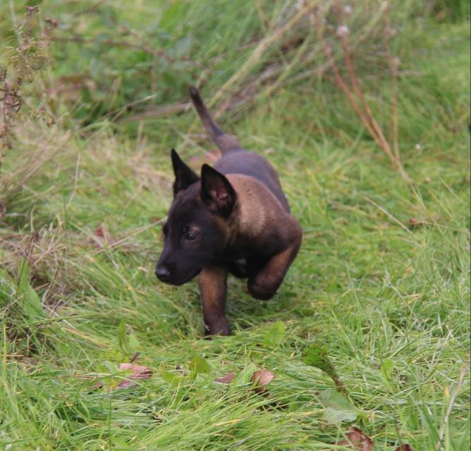 หาบ้านให้น้องหมา Belgian Malinois อายุ 3 เดือน 3