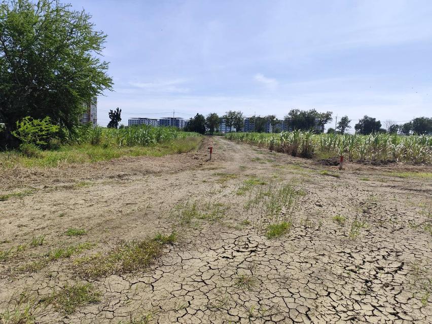 ขายที่ดิน 1-9 ไร่ นครปฐม land for sale at Nakhon Pathom 11