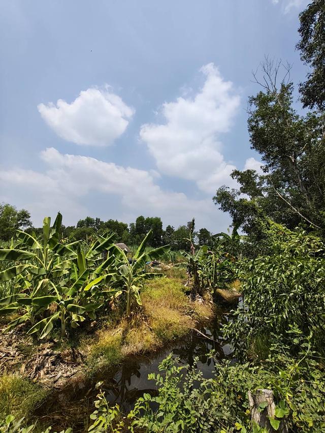 ที่ดินถมแล้ว คลอง 10 หนองเสือ เนื้อที่ 2 ไร่ ตอนนี้ให้เช่าปลูกอ้อยเพื่อจะไม่เป็นที่รกร้าง ถ้าสนใจจะปรับพื้นที่ให้ได้คะ 9