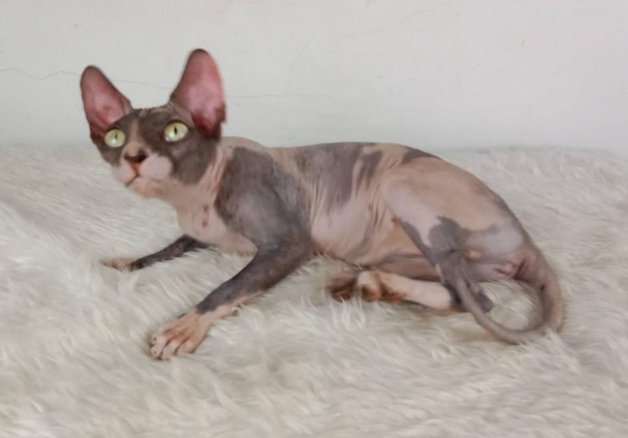 20.แมวสฟิงซ์/เพศเมีย หาบ้าน Sphynx Cat/Female looking for a new home