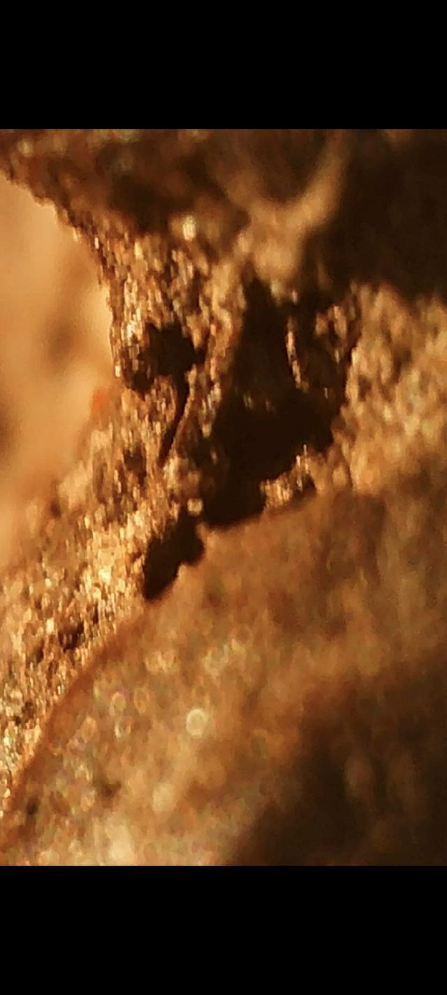 หลวงปู่ทวดเนื้อว่านปี 97 พิมพ์กรรมการ รูปที่ 14