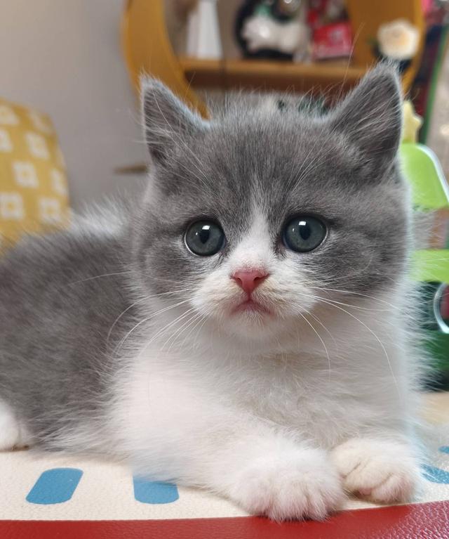 แมวมันช์กิ้น Munchkin short leg Oscat cattery chiangmai รูปย่อยที่ 4