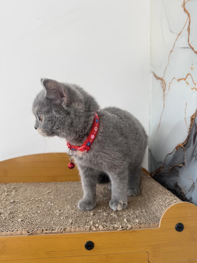 ลูกแมวพันธุ์บริติชแท้ รูปที่ 4