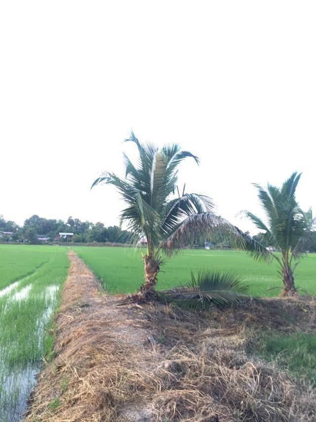 ขายที่ดิน อ.บางระกำ จ.พิษณุโลก 6