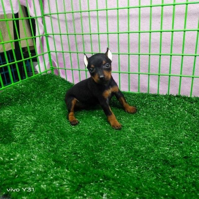 ลูกสุนัข Miniature Pinscher ตัวผู้ 2