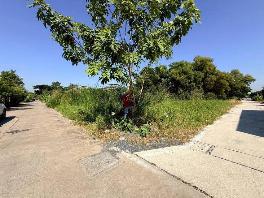 Vายด่วน ที่ดินใกล้มอเตอร์เวย์ 80 ตารางวา แปลงมุม ติดถนนคอนกรีตสาธารณะ ซอยคลองสี่ 6 อ.คลองหลวง จ.ปทุมธานี 9