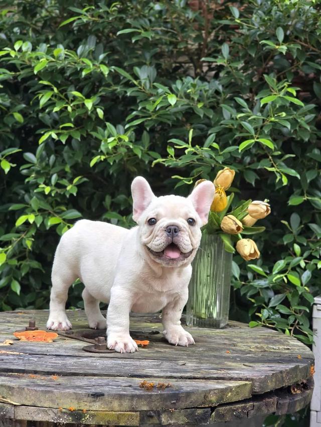 ขายสัตว์เลี้ยง