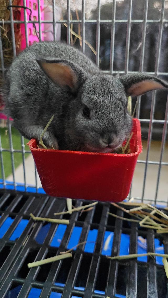 กระต่ายมินิเร็กซ์,ฮอลแลนด์ลอป,นิวซีแลนด์ไวท์