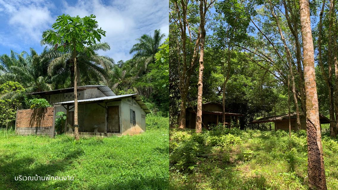 ขายที่ดินผืนใหญ่พร้อมสวนยางพาราและสวนปาล์ม มีลำห้วยโอมล้อม ต.บางหิน อ.กะเปอร์ จ.ระนอง 5