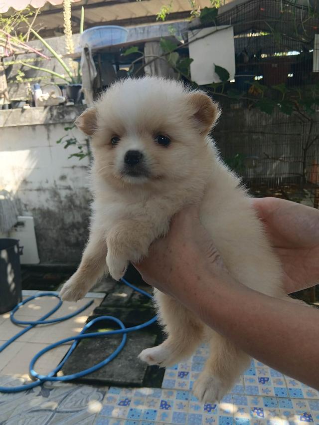 ปอมเเท้ เพศหญิง พร้อมย้าย