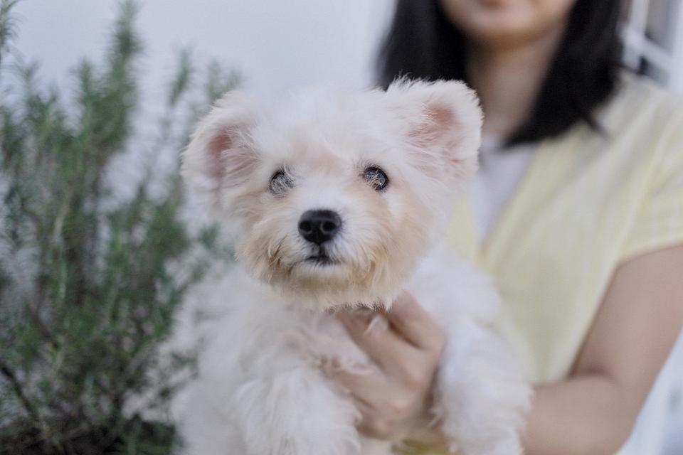 ลูกสุนัขบิชองพู Bichon poo รูปที่ 2