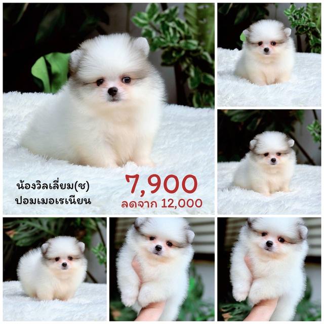  ปอมเมอเรเนี่ยนแท้  เพศผู้ พร้อมย้ายบ้าน