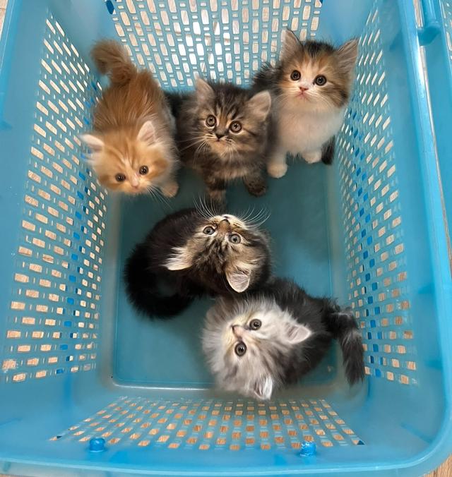 แมว เปอร์เซียแท้ ร้อยเปอร์เซ็นต์ 4