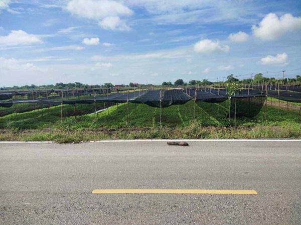 ขายที่ดิน 4 ไร่ 135 ตารางวา อ.ไทรน้อย จ.นนทบุรี หน้ากว้างติดถนนตัดใหม่ บรรยากาศดี โทร 065-365-4426 1