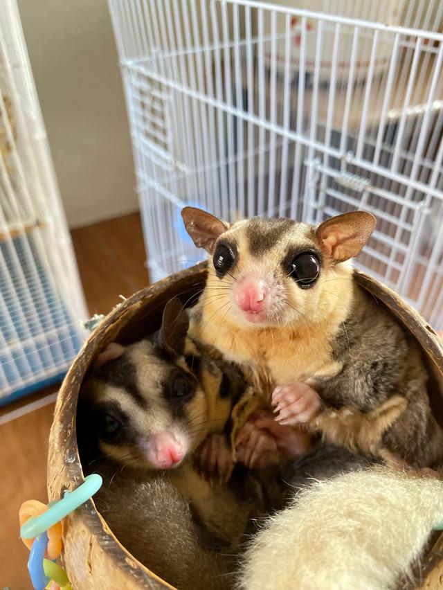 ชูการ์ไกรเดอร์