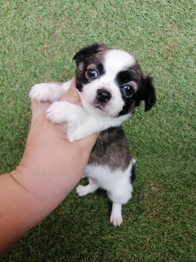 ชิวาว่าเเท้ขนยาว ช. พร้อมย้าย อัพเดท 6/3/2026