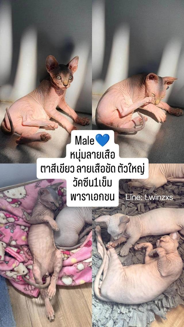 แมวสฟิงซ์ เพศผู้ อายุ 2 เดือน