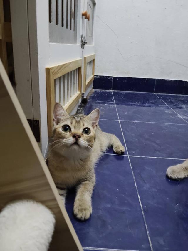 สก๊อตติส หูตั้ง