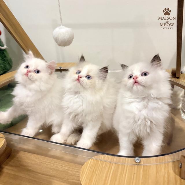 เปอร์เซีย ดญสีเหมือนแรคดอลล์ รูปที่ 1