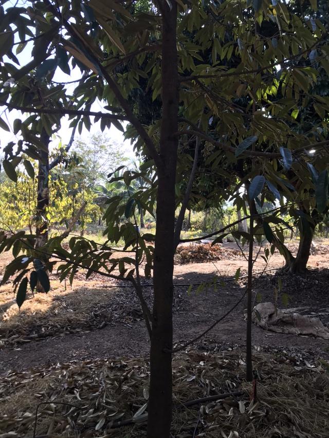 ให้เช่า สวนผลไม้ 12 ไร่ 7 หมื่นต่อปี 15
