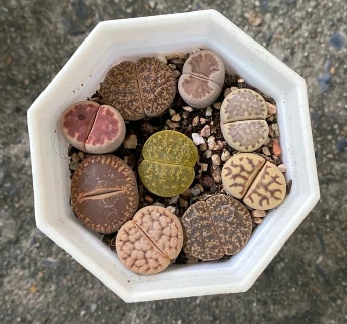 ไลทอป (Lithops) 1