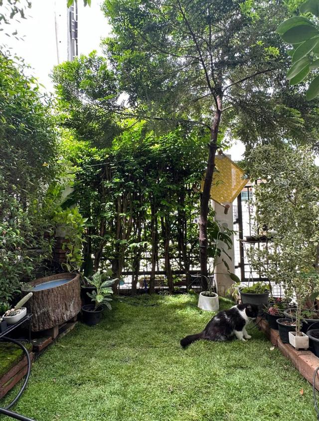 บ้านทาวน์โฮม พฤกษาทาวน์ เพชรเกษม81  5