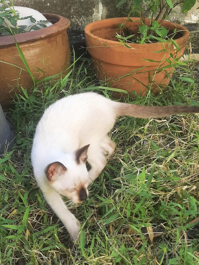 ลูกแมววิเชียรมาศ บ้านปุ้มปุ้ย