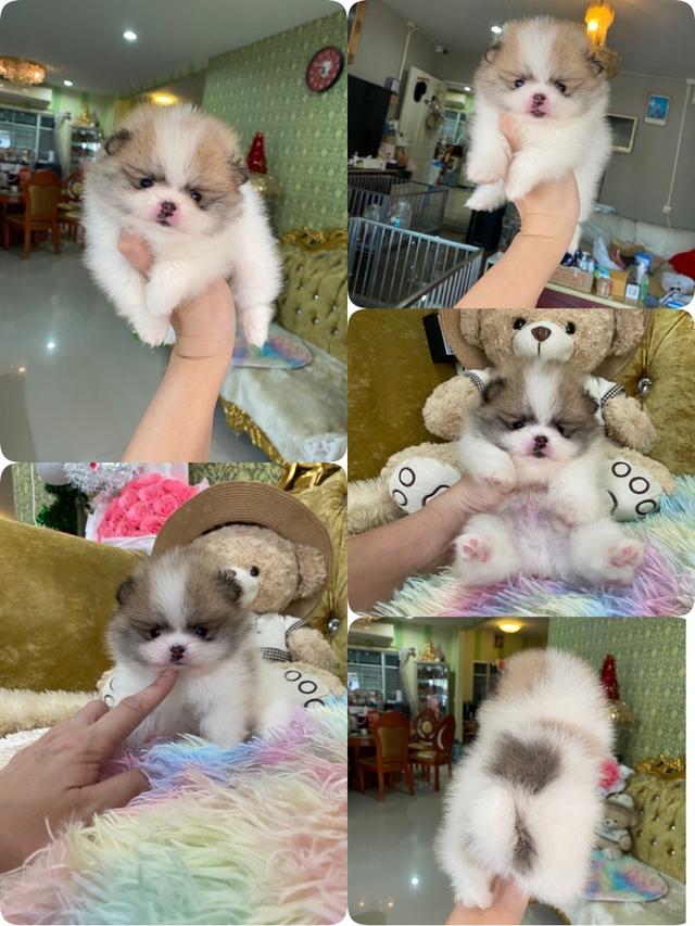 ปอมแท้ พร้อมย้ายบ้าน ราคากันเอง พร้อมส่งฟรี
