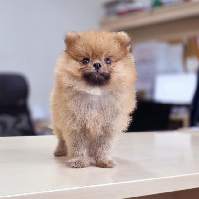 ปอมแท้หนุ่มหล่อน้องร๊อกเก็ต
