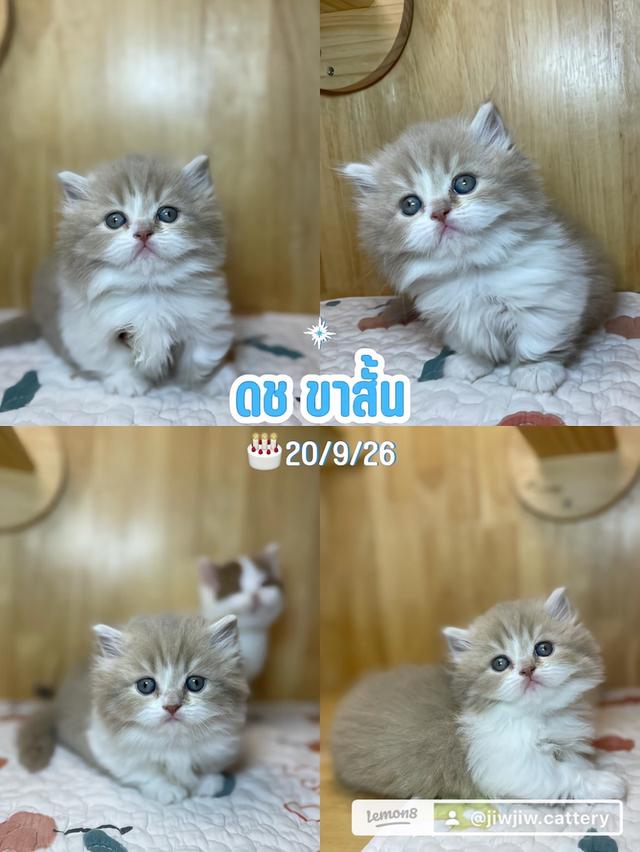 แมวขาสั้น มันชกิ้น บริติชชาย