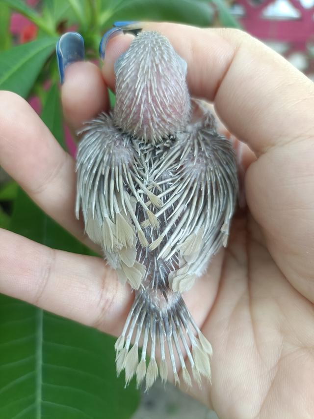 นกแก้วฟอพัส 2