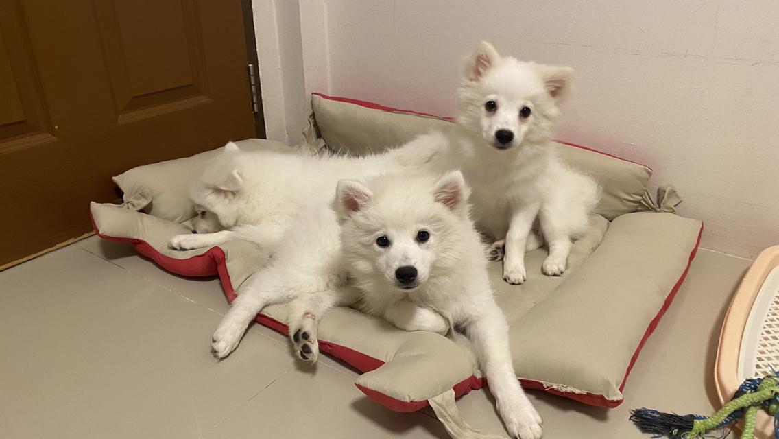 Japanese Spitz