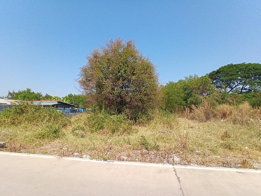 ขายที่ดินเนื้อที่ 200 ตารางวา ถมแล้ว คลองสาม 11/9 คลองหลวง จังหวัดปทุมธานี 6